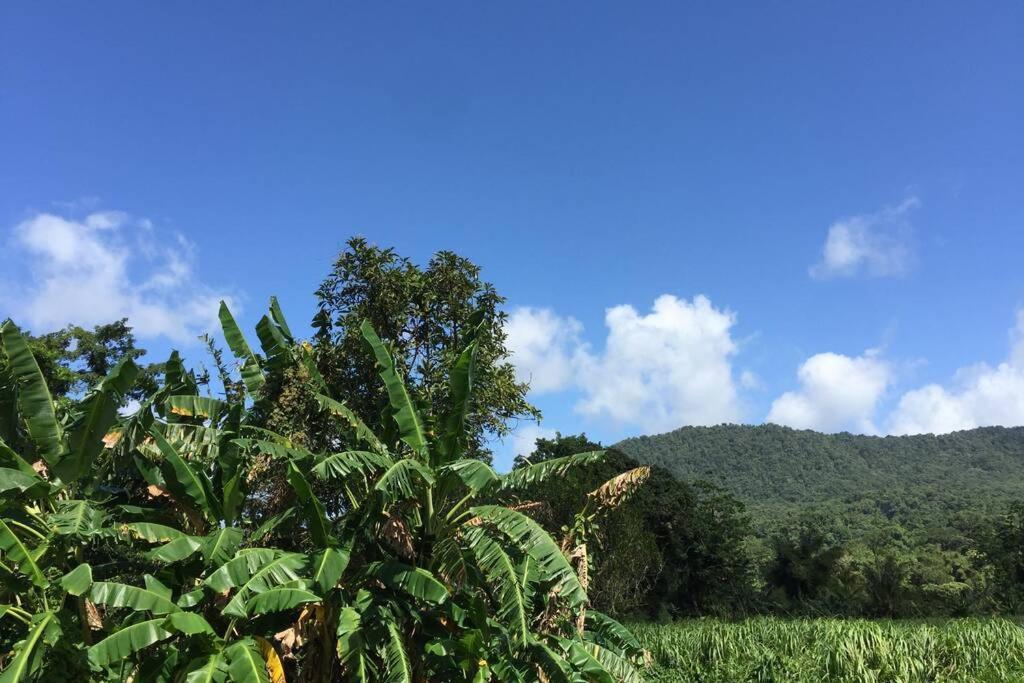 Logement En Pleine Verdure Tropicale -10 Min Plage Le Morne-Rouge Exteriör bild