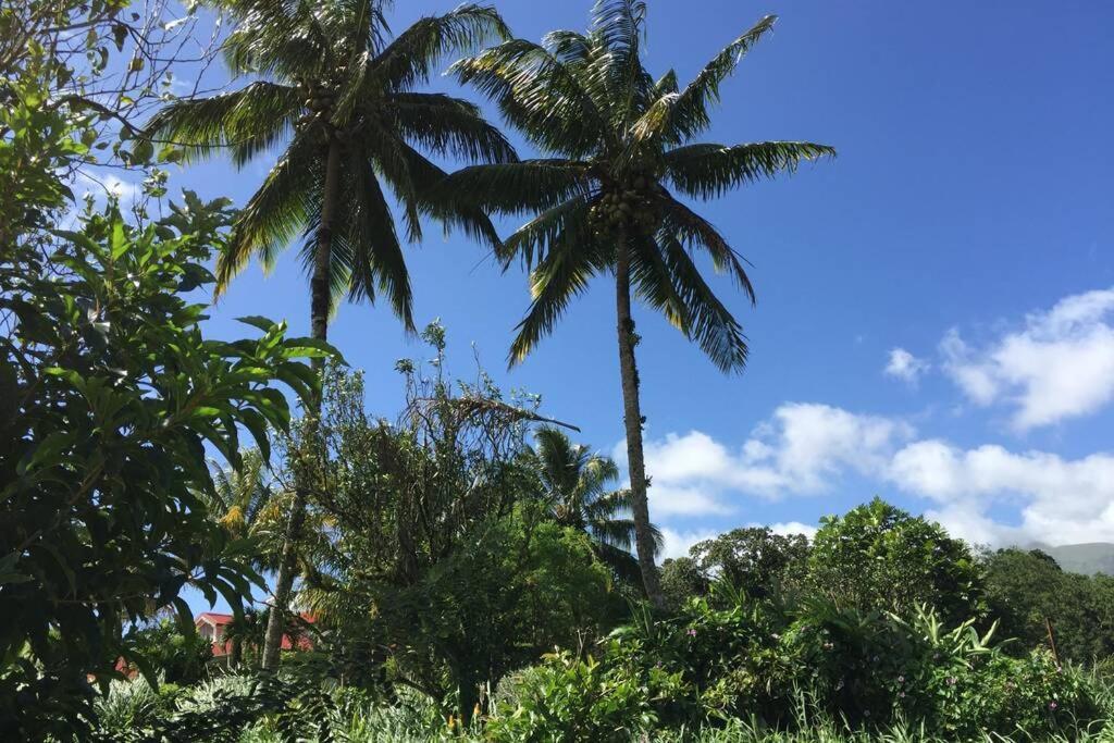 Logement En Pleine Verdure Tropicale -10 Min Plage Le Morne-Rouge Exteriör bild